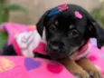 Suri