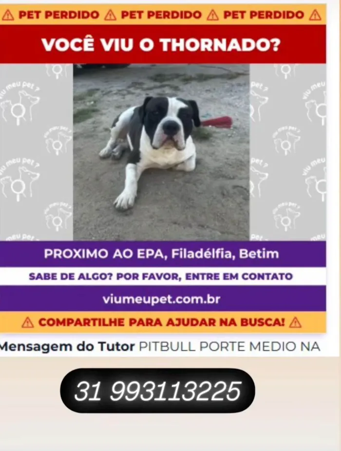 Cachorro ra a Pit-Bull idade 2 anos nome THORNADO