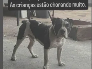 Cachorro raça Pit-Bull idade 2 anos nome THORNADO