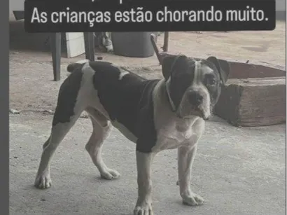 Cachorro raça Pit-Bull idade 2 anos nome THORNADO