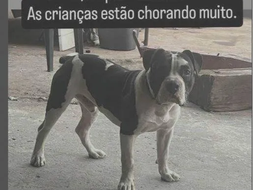 Cachorro ra a Pit-Bull idade 2 anos nome THORNADO