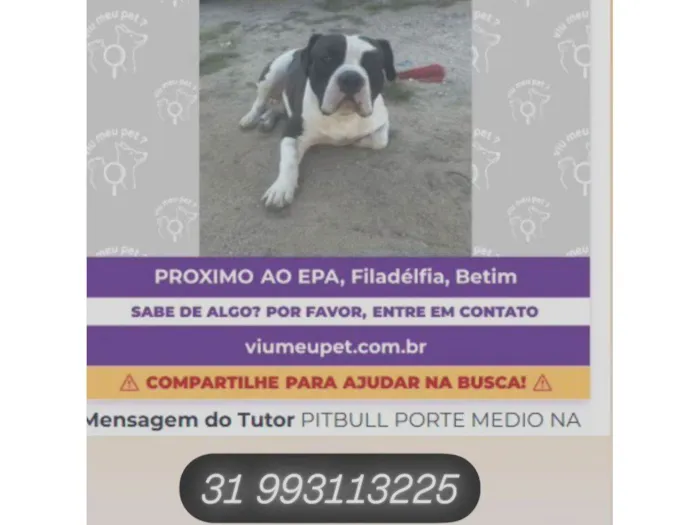 Cachorro ra a Pit-Bull idade 2 anos nome THORNADO