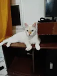 Floquinho