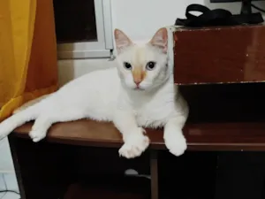Gato raça SRD-ViraLata idade 2 anos nome Floquinho