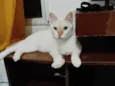 Floquinho