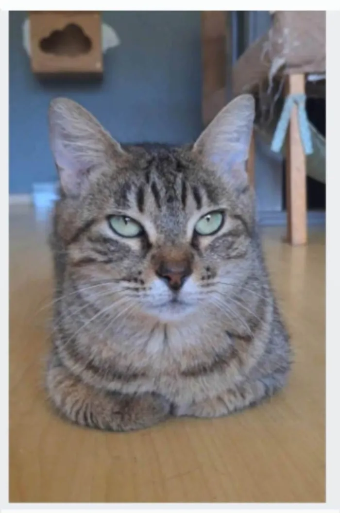 Gato ra a SRD-ViraLata idade 3 anos nome DEBBIE