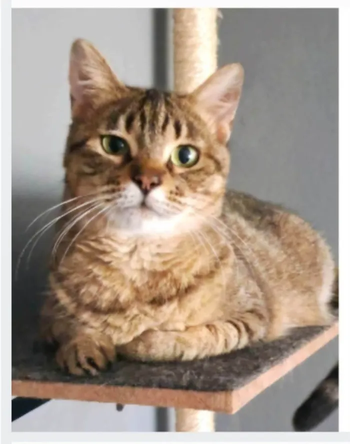 Gato ra a SRD-ViraLata idade 3 anos nome DEBBIE