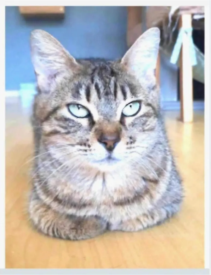Gato ra a SRD-ViraLata idade 3 anos nome DEBBIE