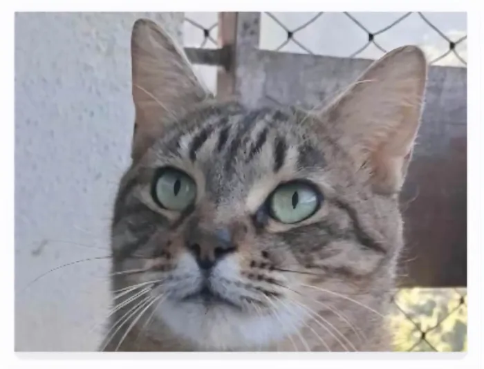Gato ra a SRD-ViraLata idade 3 anos nome DEBBIE