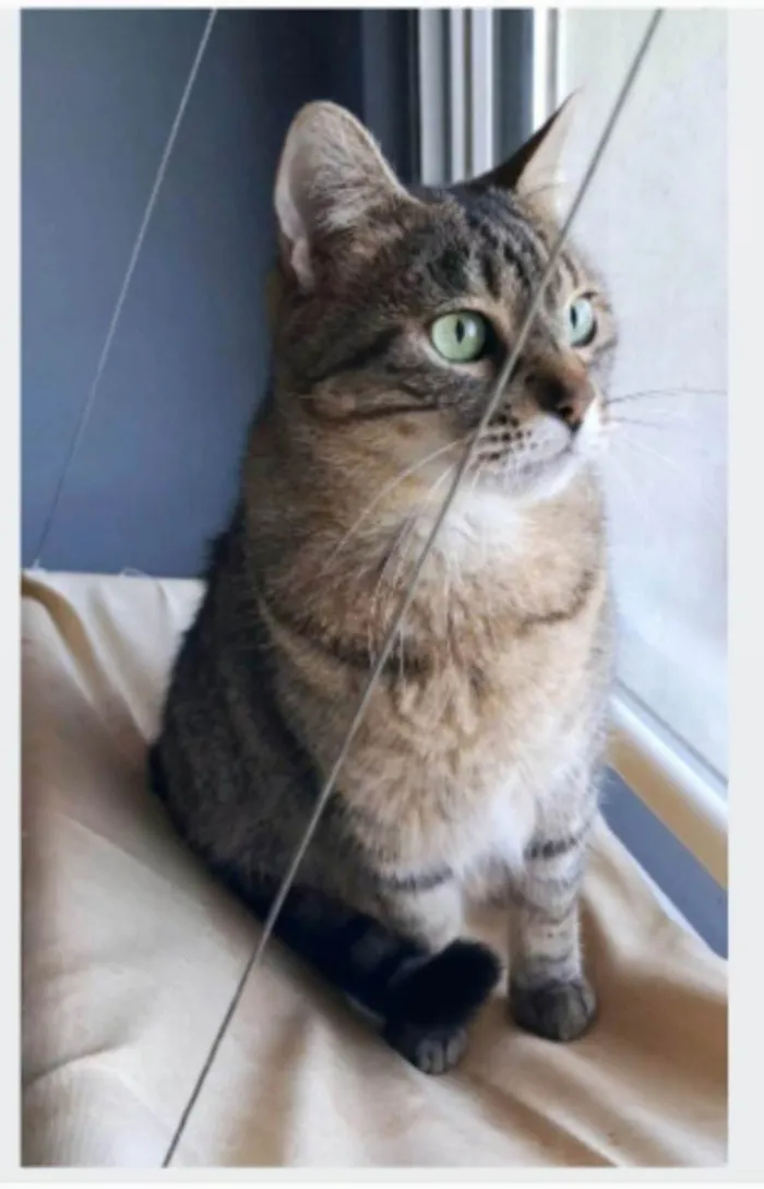 Gato ra a SRD-ViraLata idade 3 anos nome DEBBIE