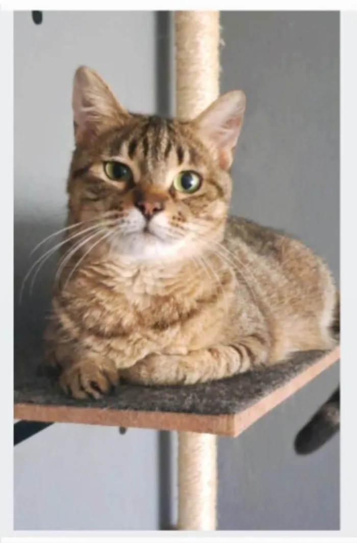 Gato ra a SRD-ViraLata idade 3 anos nome DEBBIE
