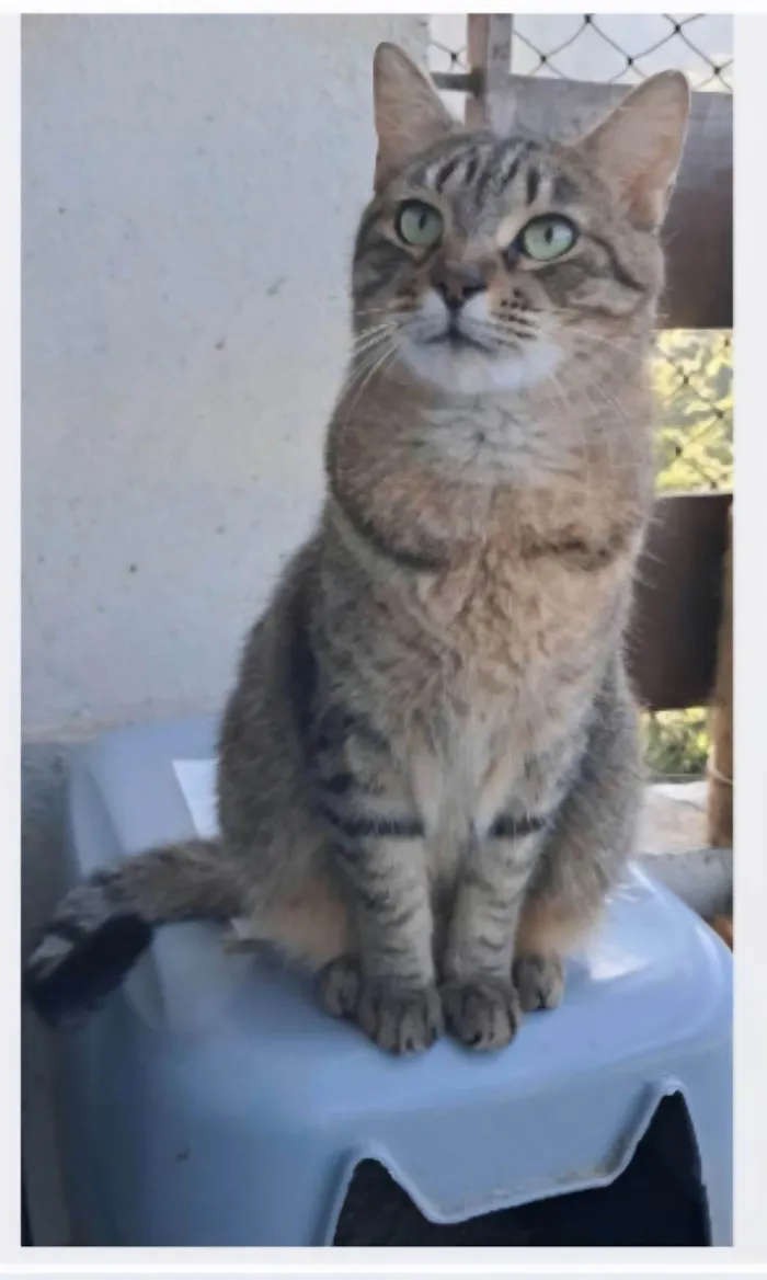 Gato ra a SRD-ViraLata idade 3 anos nome DEBBIE