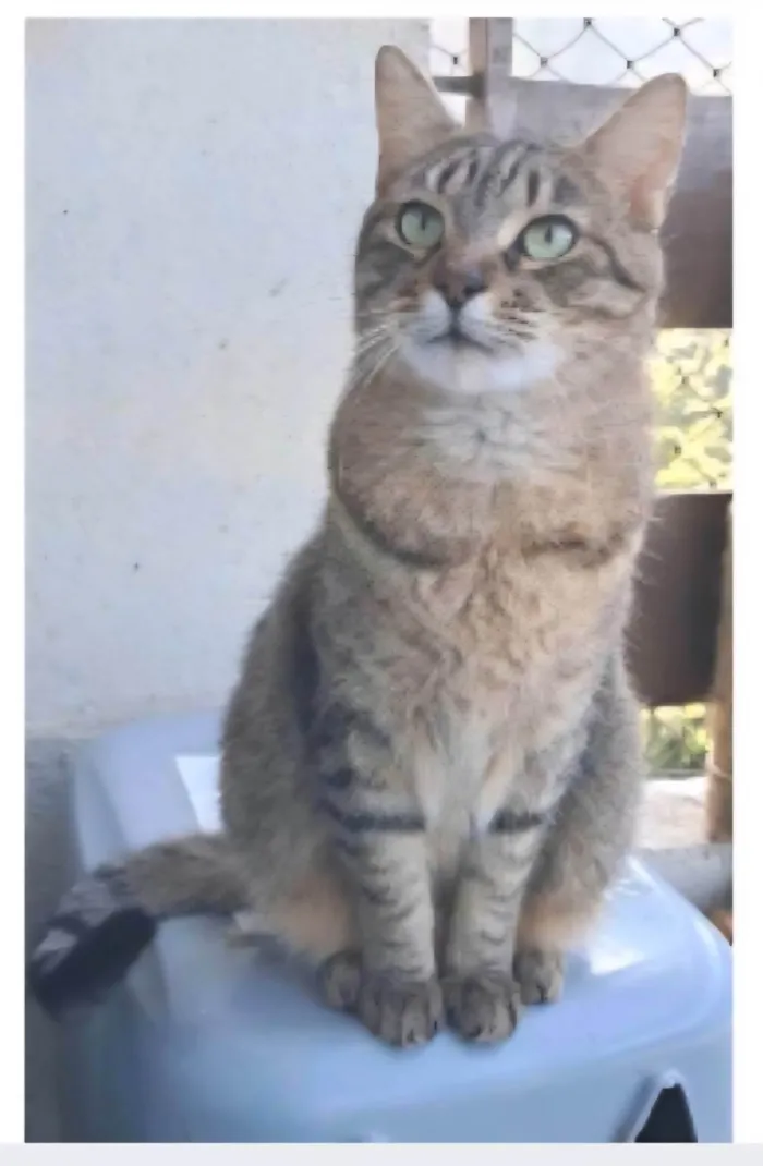Gato ra a SRD-ViraLata idade 3 anos nome DEBBIE