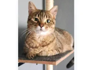 Gato raça SRD-ViraLata idade 3 anos nome DEBBIE