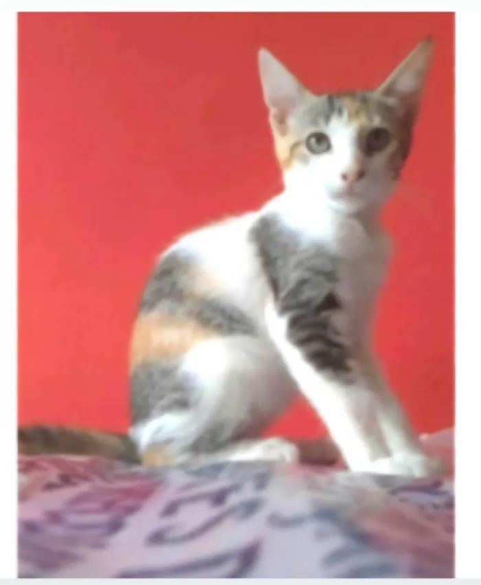 Gato ra a SRD-ViraLata idade 7 a 11 meses nome ALÍCIA