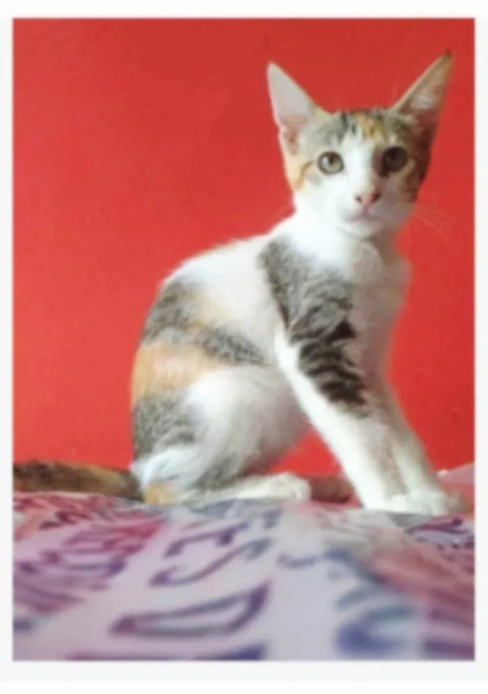 Gato ra a SRD-ViraLata idade 7 a 11 meses nome ALÍCIA