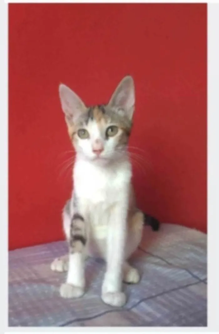 Gato ra a SRD-ViraLata idade 7 a 11 meses nome ALÍCIA
