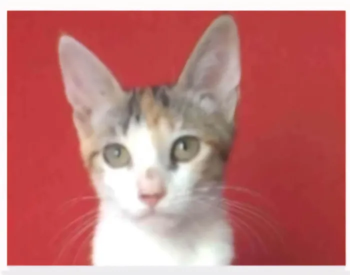 Gato ra a SRD-ViraLata idade 7 a 11 meses nome ALÍCIA