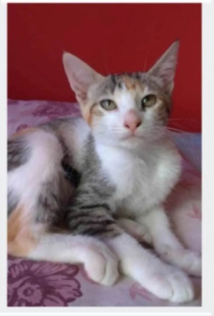 Gato ra a SRD-ViraLata idade 7 a 11 meses nome ALÍCIA