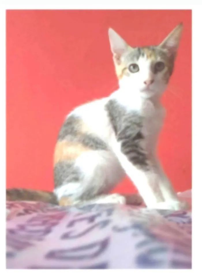 Gato ra a SRD-ViraLata idade 7 a 11 meses nome ALÍCIA