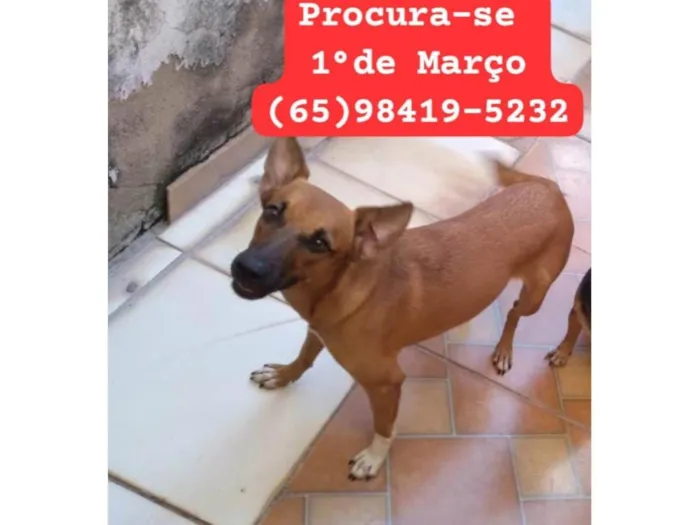 Cachorro ra a SRD-ViraLata idade 1 ano nome Brenda 