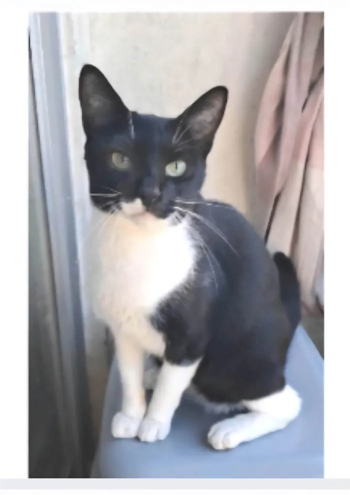 Gato ra a SRD-ViraLata idade 2 anos nome LORD