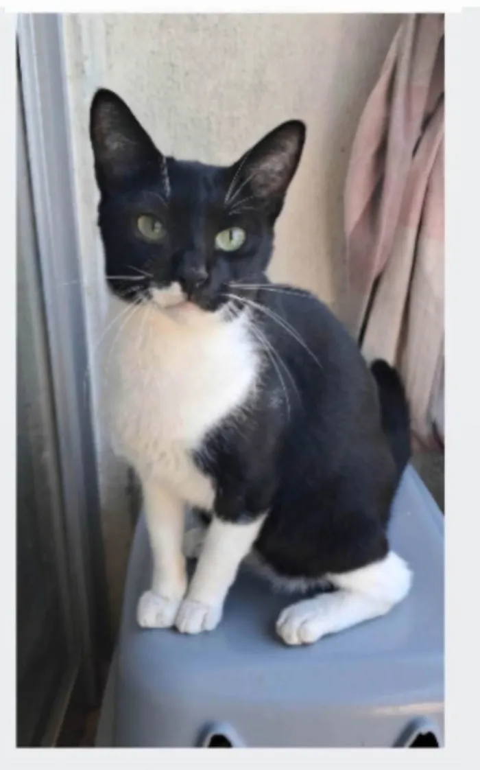 Gato ra a SRD-ViraLata idade 2 anos nome LORD