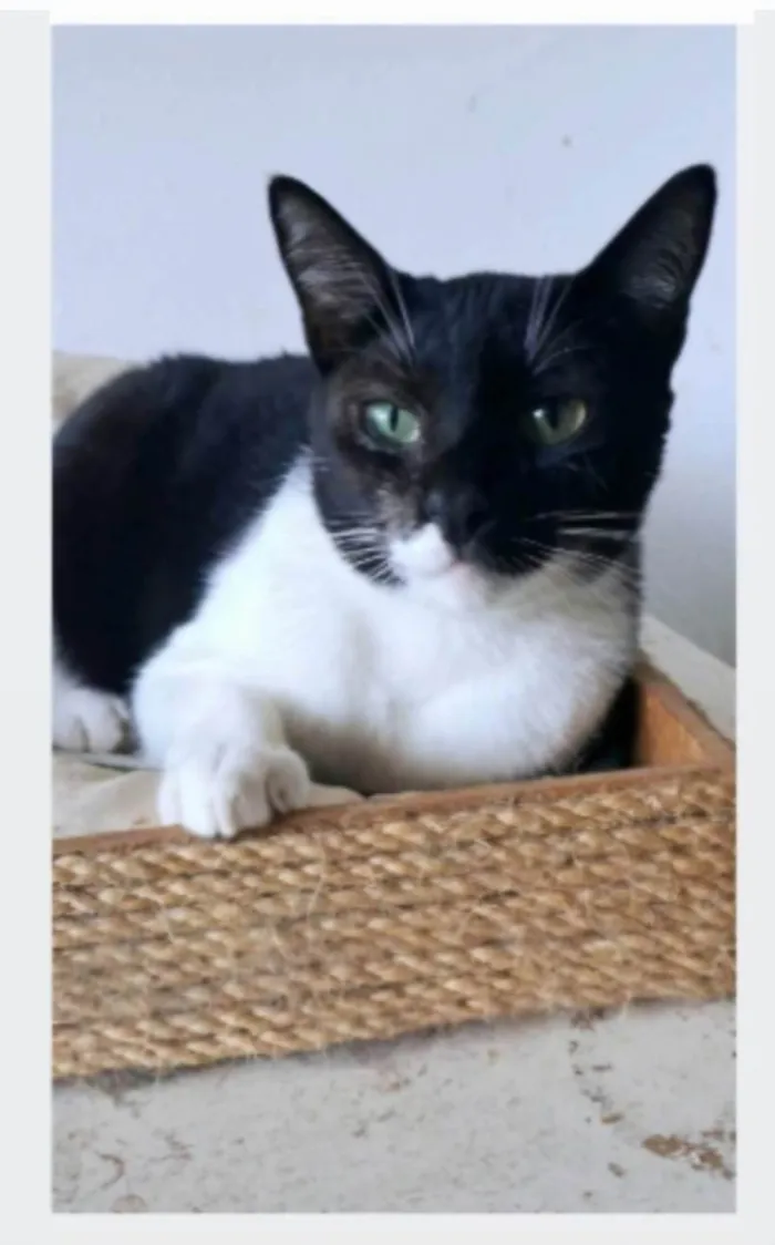 Gato ra a SRD-ViraLata idade 2 anos nome LORD