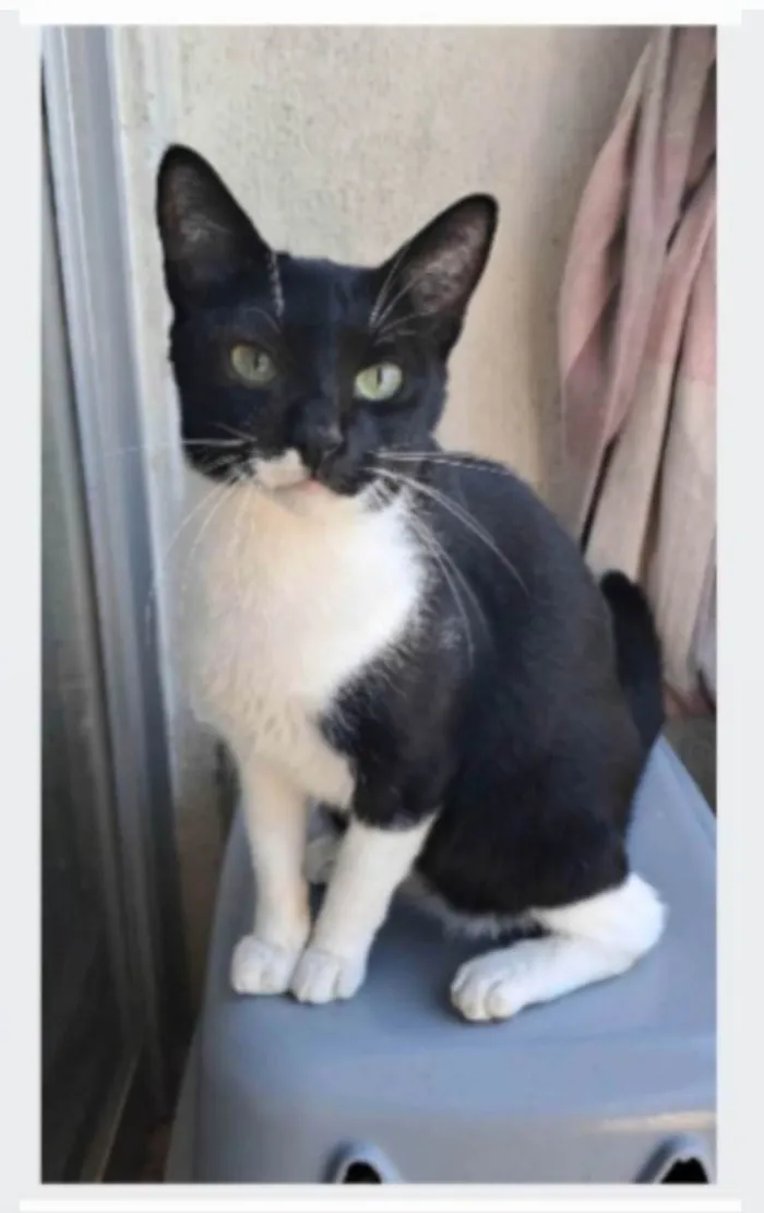 Gato ra a SRD-ViraLata idade 2 anos nome LORD