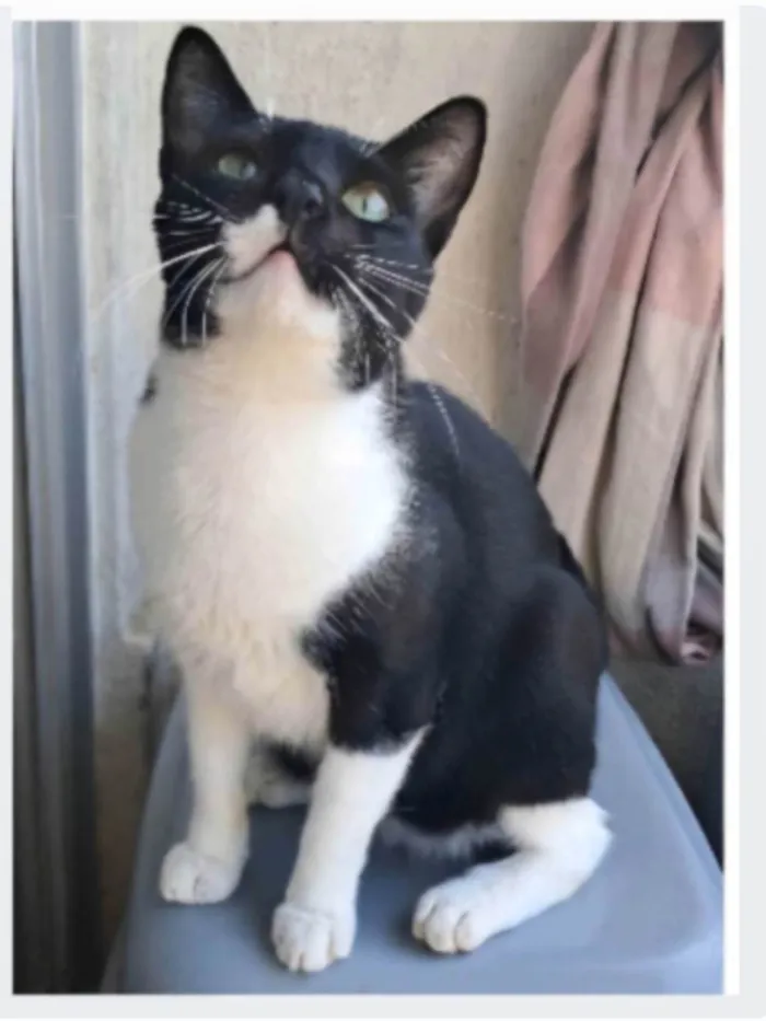 Gato ra a SRD-ViraLata idade 2 anos nome LORD