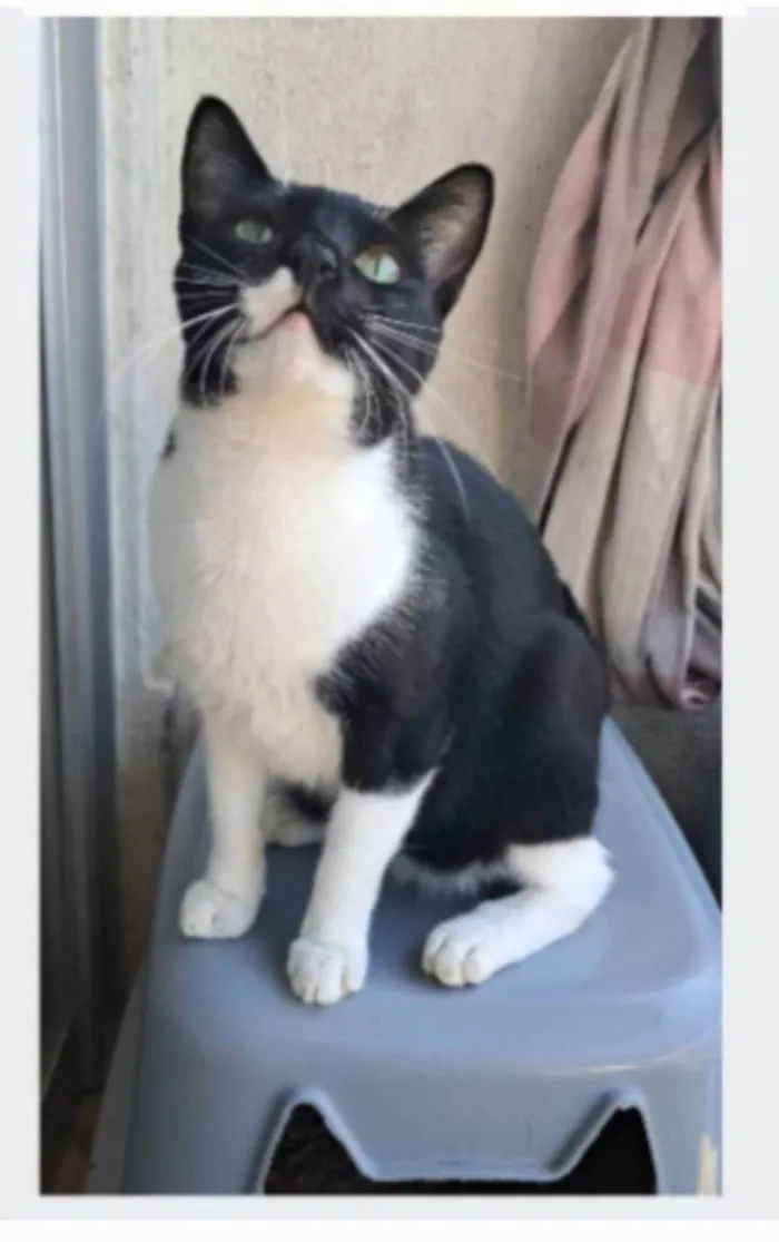 Gato ra a SRD-ViraLata idade 2 anos nome LORD