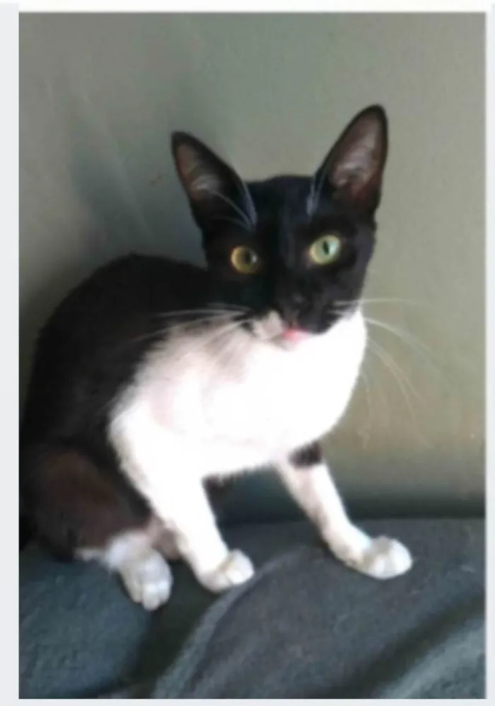 Gato ra a SRD-ViraLata idade 2 anos nome LORD