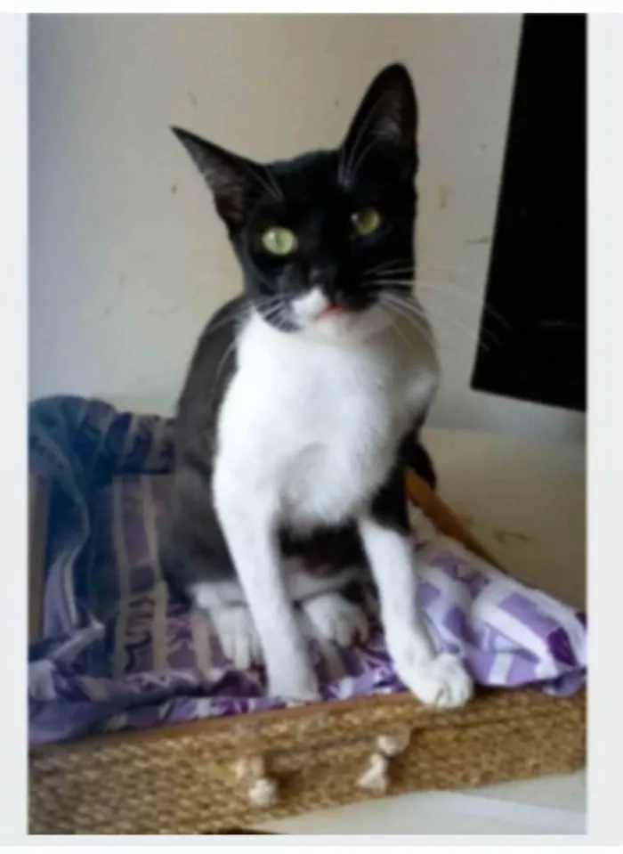 Gato ra a SRD-ViraLata idade 2 anos nome LORD