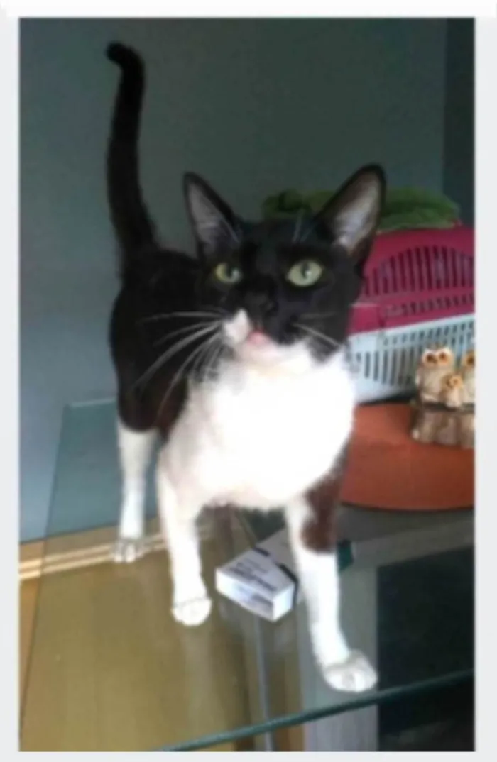 Gato ra a SRD-ViraLata idade 2 anos nome LORD