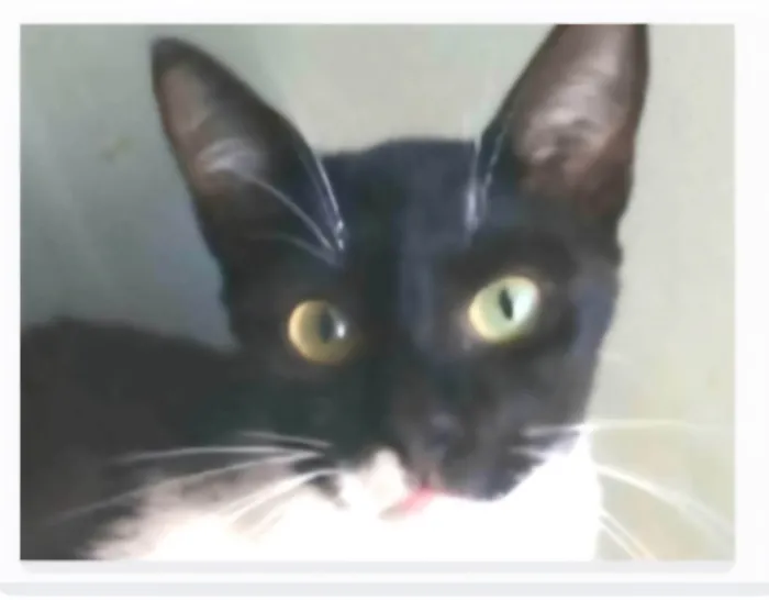 Gato ra a SRD-ViraLata idade 2 anos nome LORD