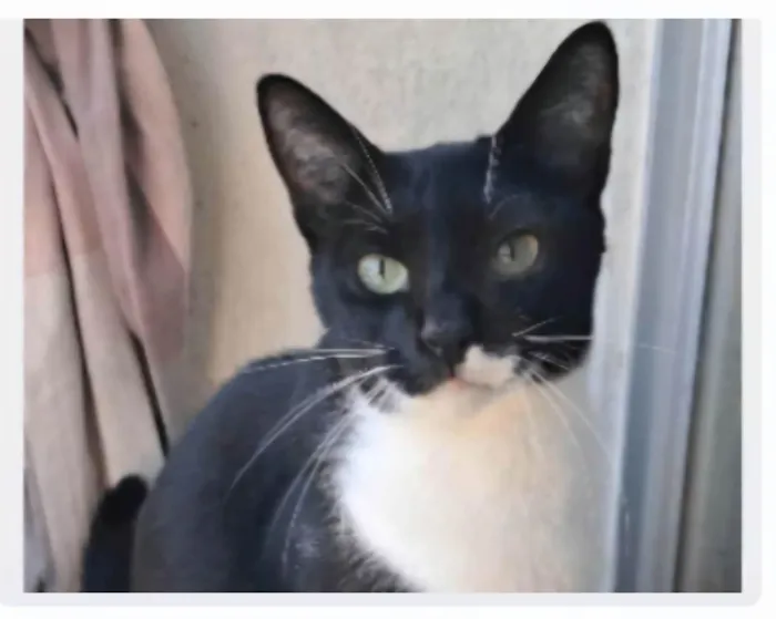 Gato ra a SRD-ViraLata idade 2 anos nome LORD