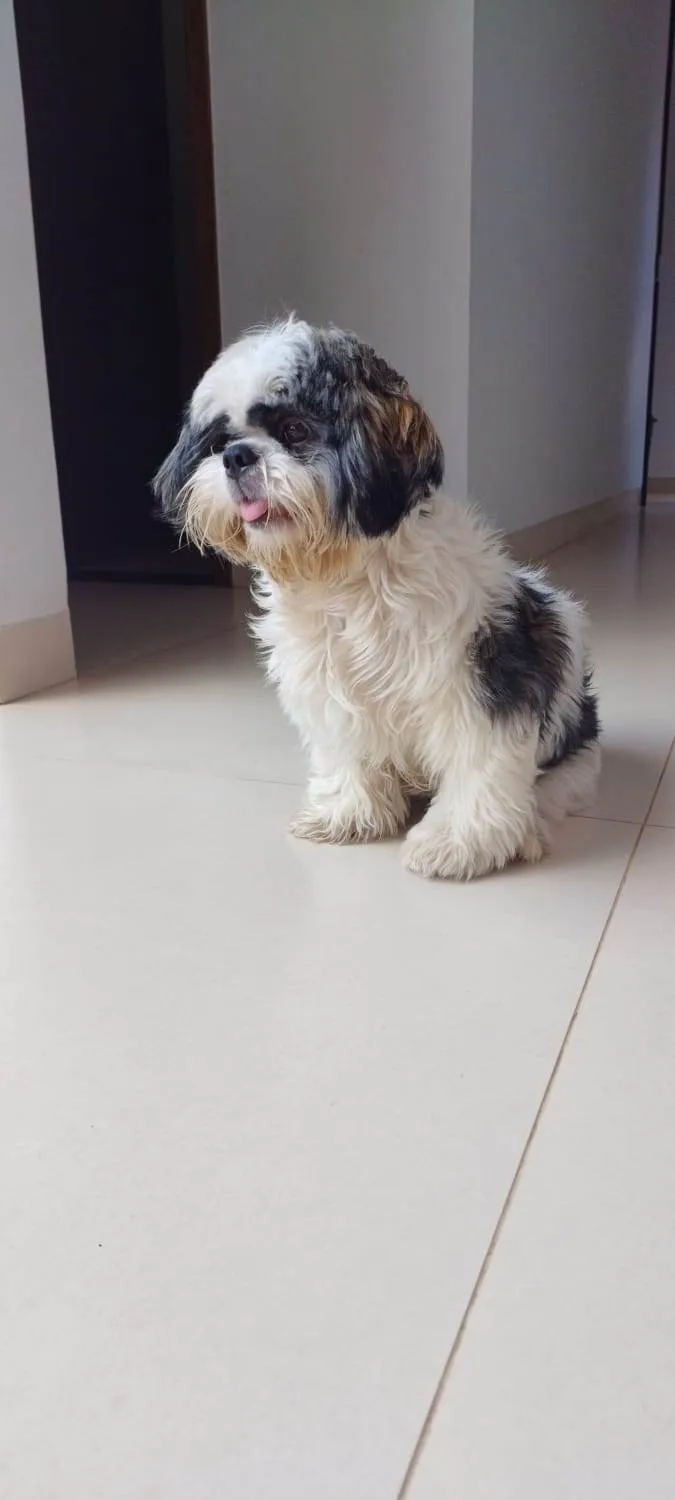 Cachorro ra a Shitzu idade 1 ano nome Pingo