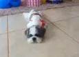 Pingo