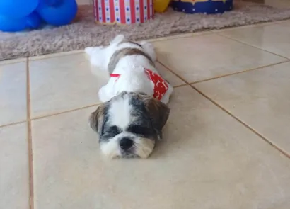 Cachorro raça Shitzu idade 1 ano nome Pingo
