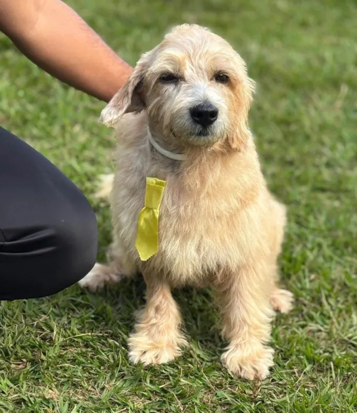 Cachorro ra a SRD-ViraLata idade 4 anos nome Guri