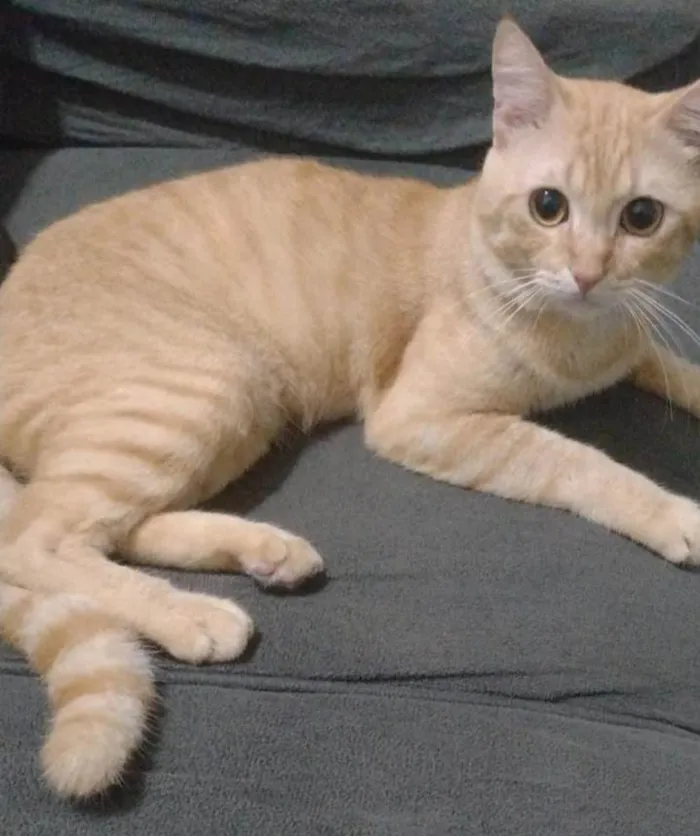 Gato ra a SRD-ViraLata idade 2 anos nome Valente