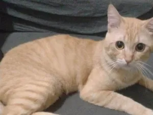 Gato raça SRD-ViraLata idade 2 anos nome Valente