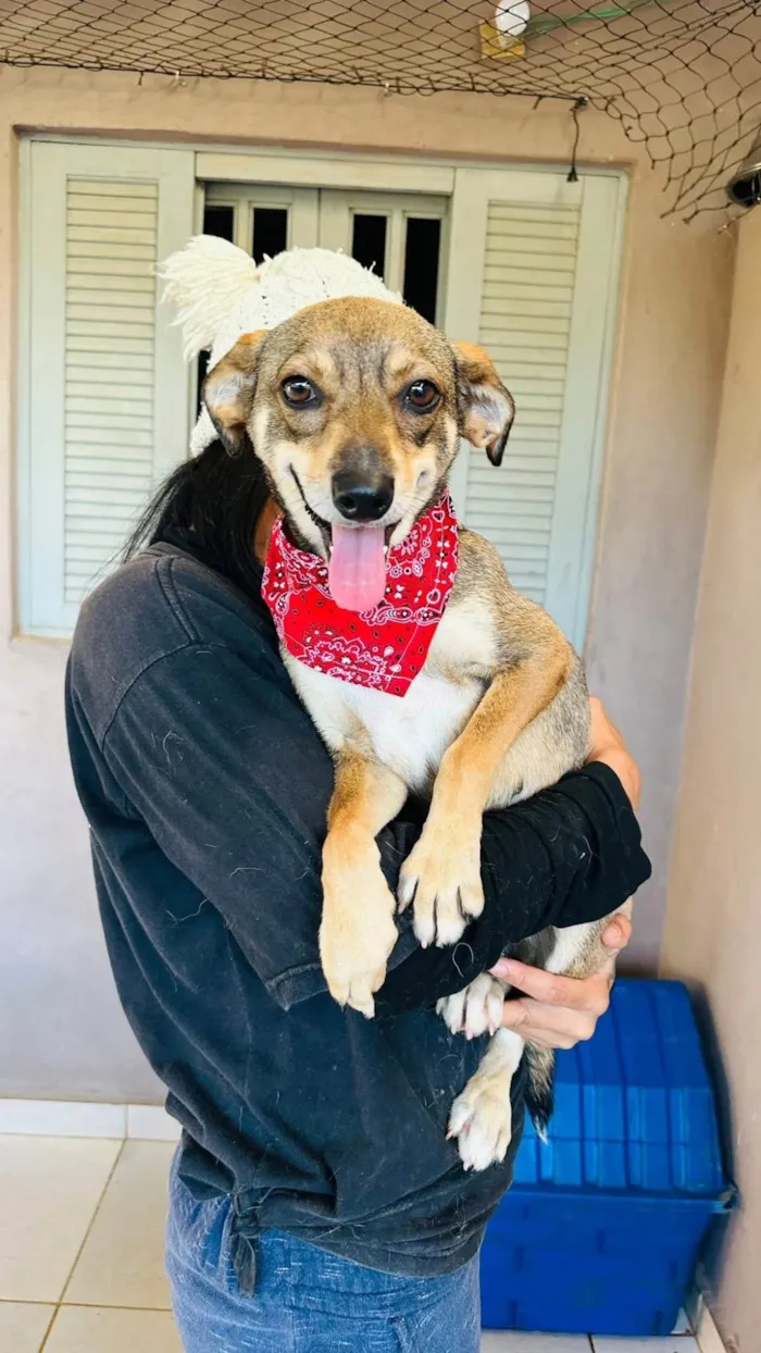 Cachorro ra a SRD-ViraLata idade 1 ano nome Beatriz 