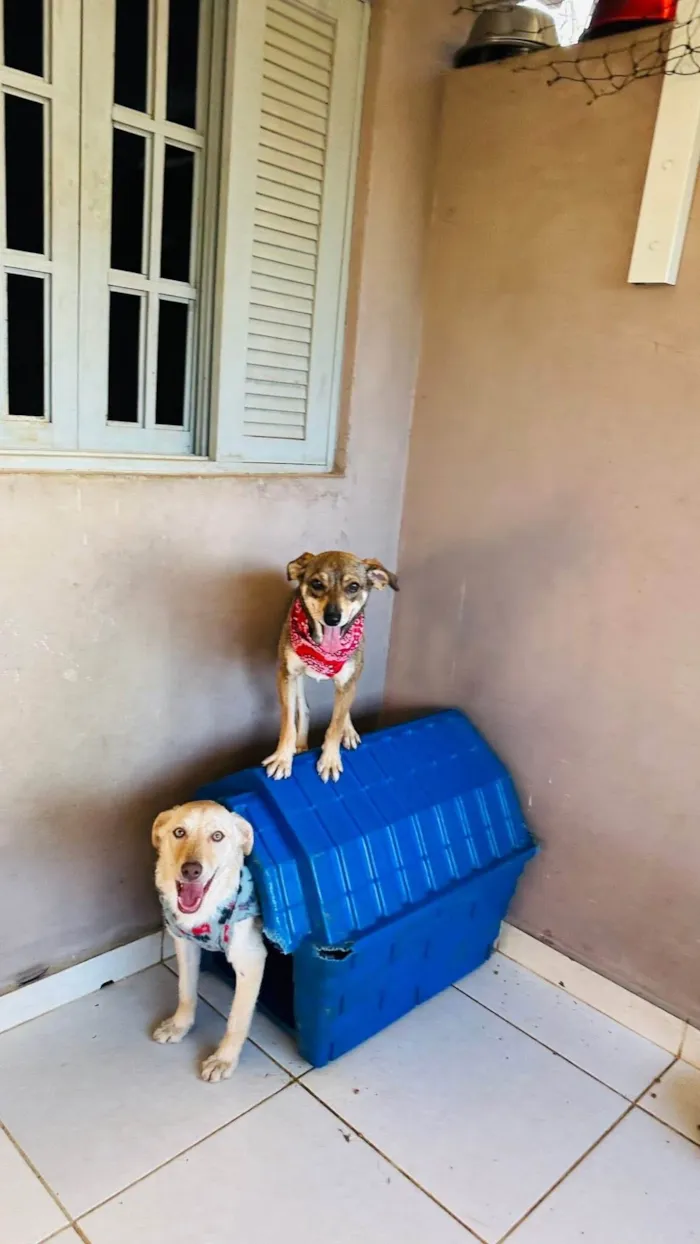 Cachorro ra a SRD-ViraLata idade 1 ano nome Beatriz 