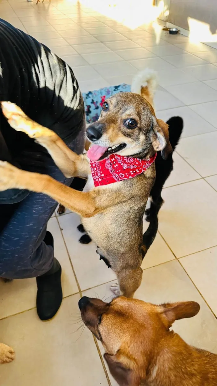 Cachorro ra a SRD-ViraLata idade 1 ano nome Beatriz 