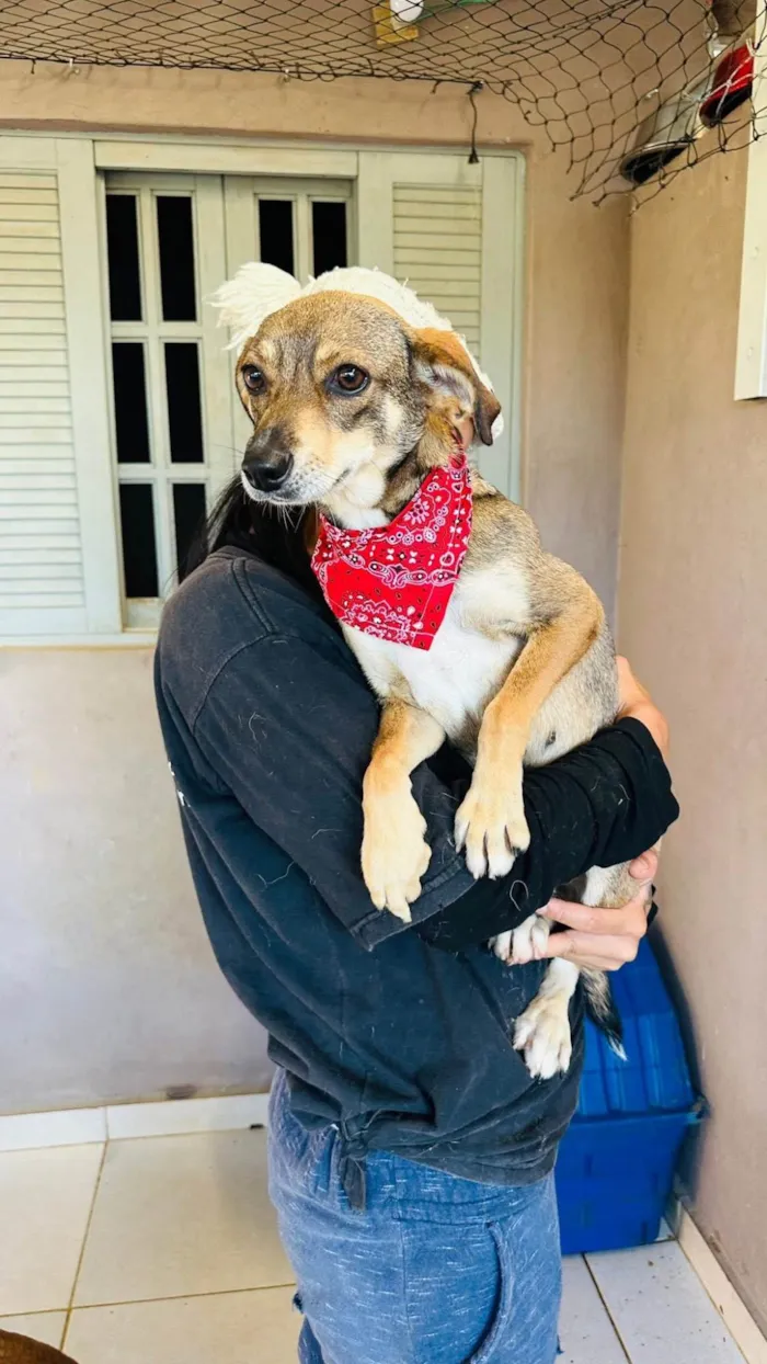 Cachorro ra a SRD-ViraLata idade 1 ano nome Beatriz 