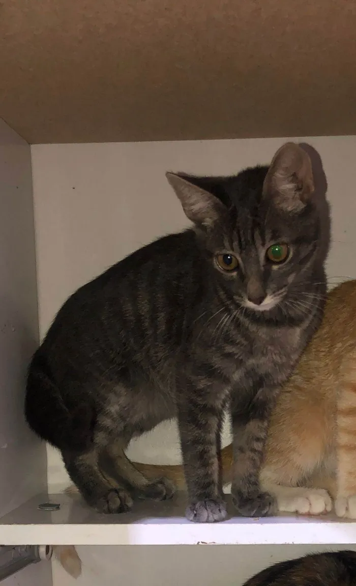 Gato ra a SRD-ViraLata idade 2 a 6 meses nome Dennys