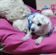 Lola