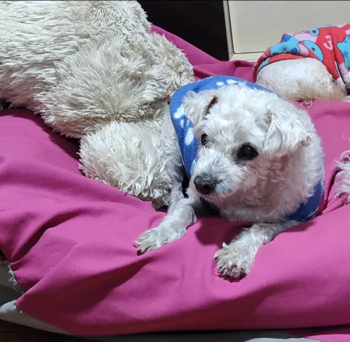Cachorro ra a Poodle idade 6 ou mais anos nome Lola