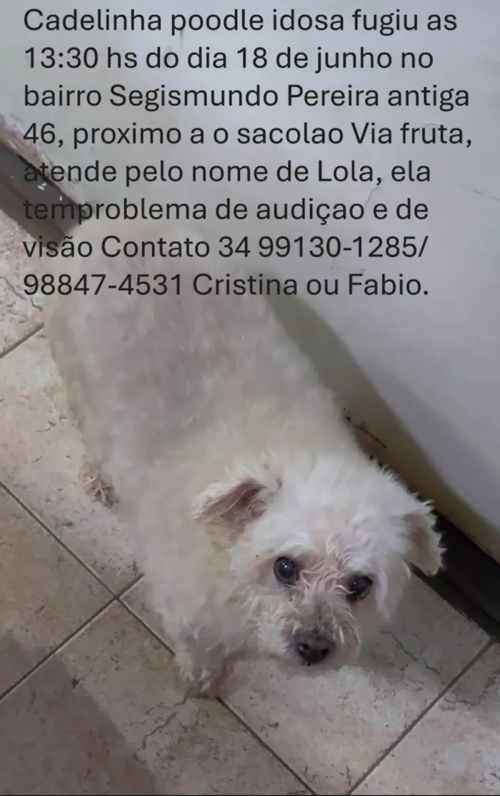 Cachorro ra a Poodle idade 6 ou mais anos nome Lola